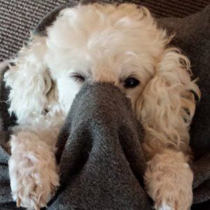 Meet your Posher, Amélie